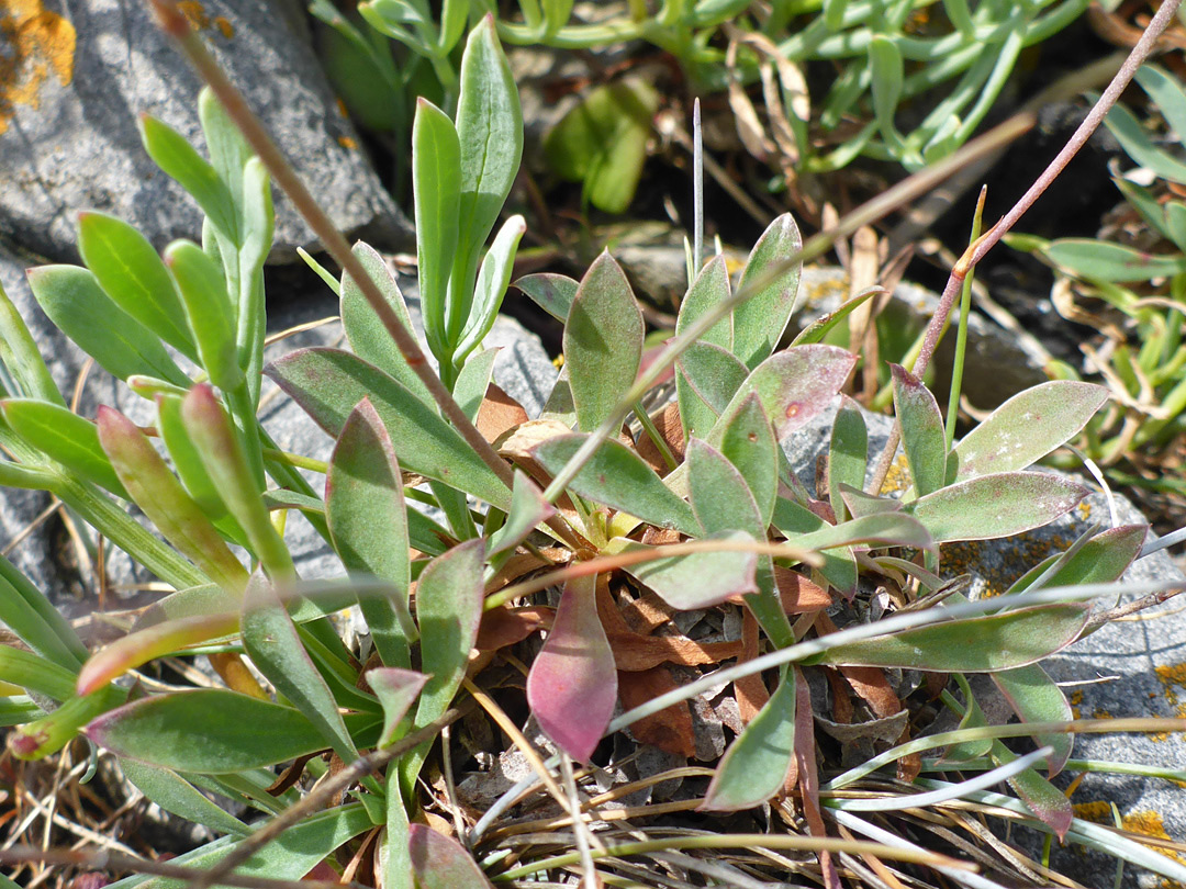 Stems and leaves