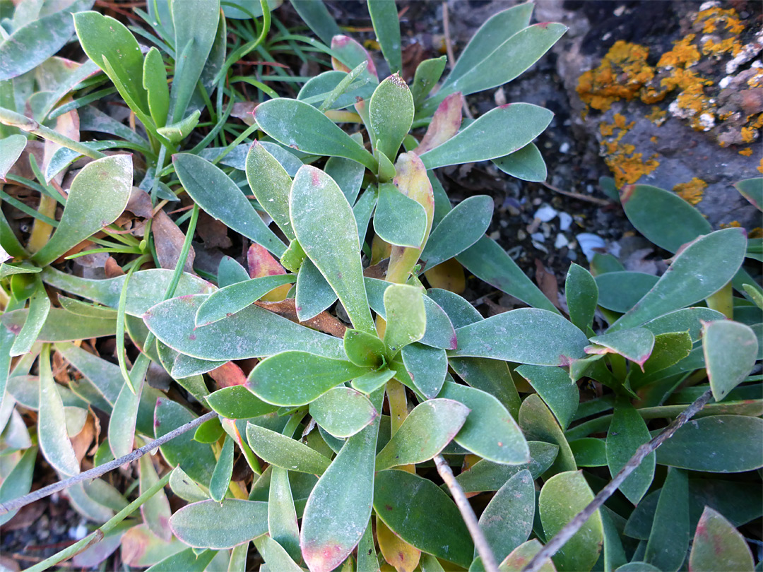 Obovate leaves