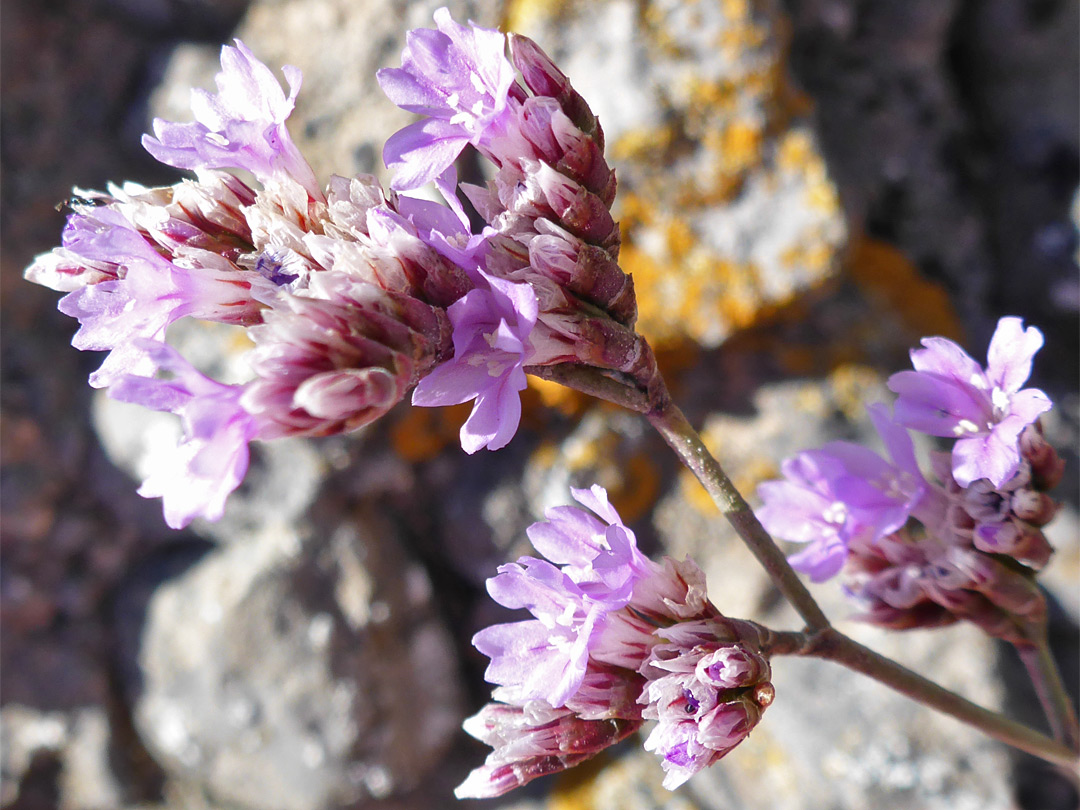 Flower clusters