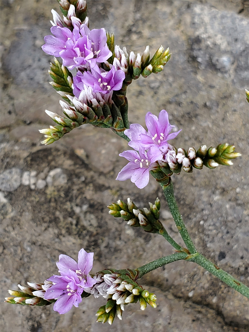 Branched inflorescence