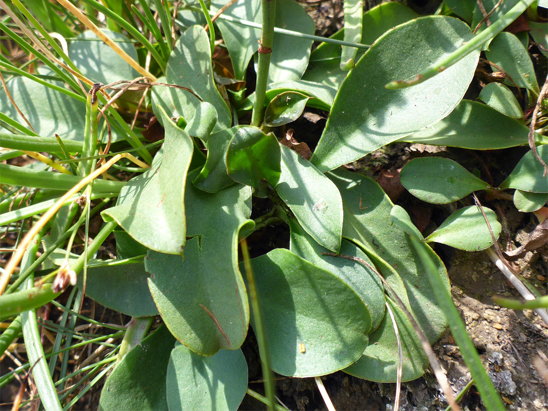 Grey-green leaves