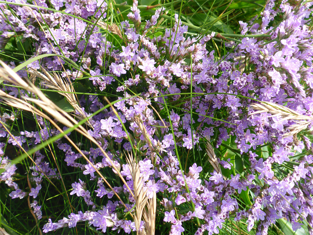 Many flowers