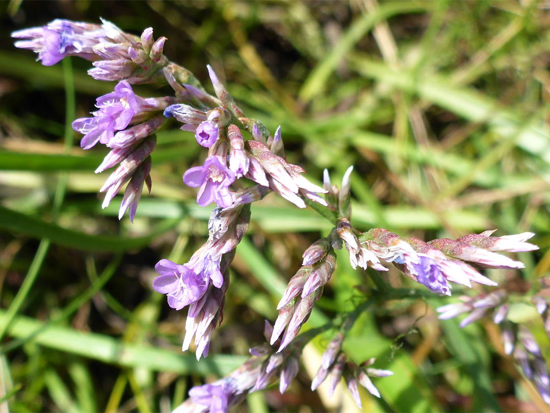 Clustered flowers