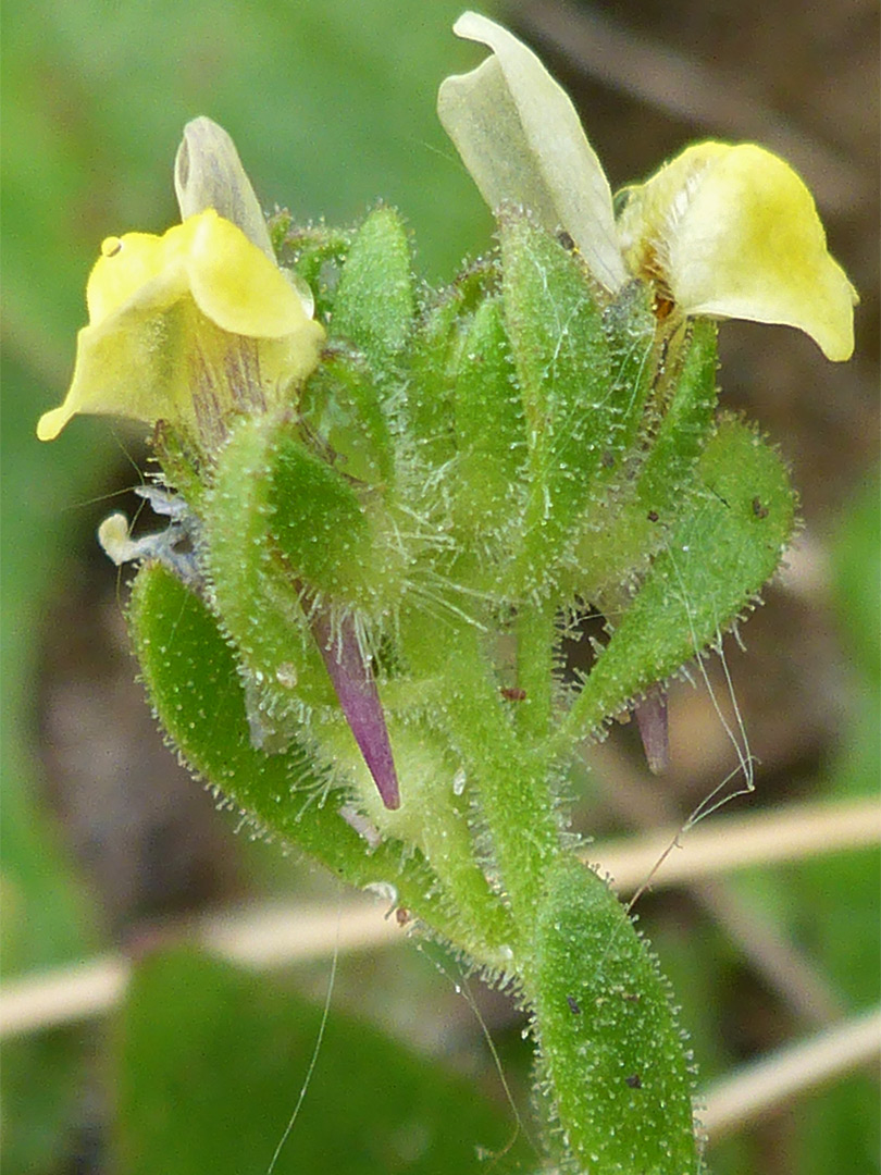 Two flowers