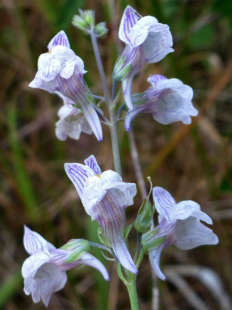 Whitish-purple flowers