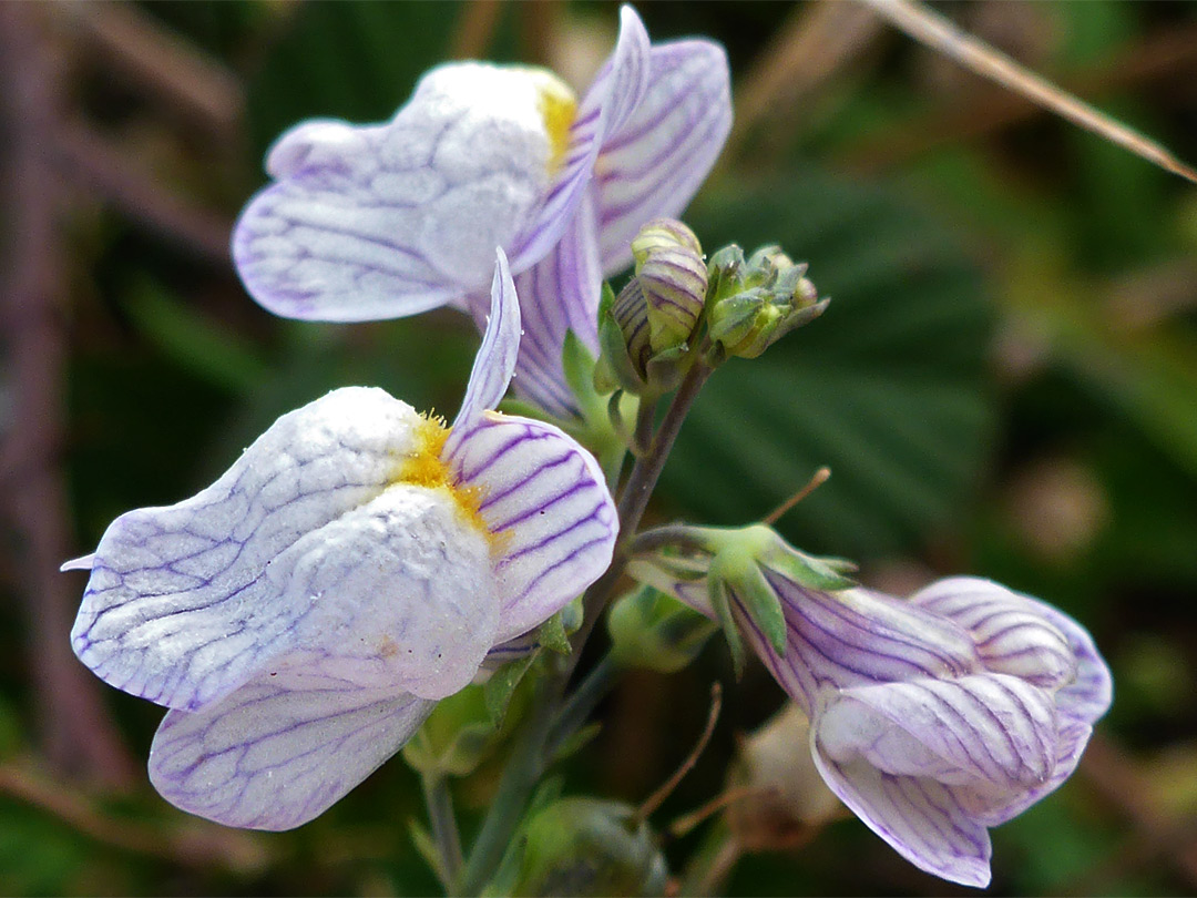 Three flowers