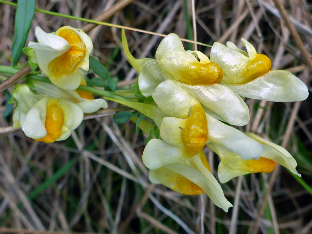 Orange-yellow flowers