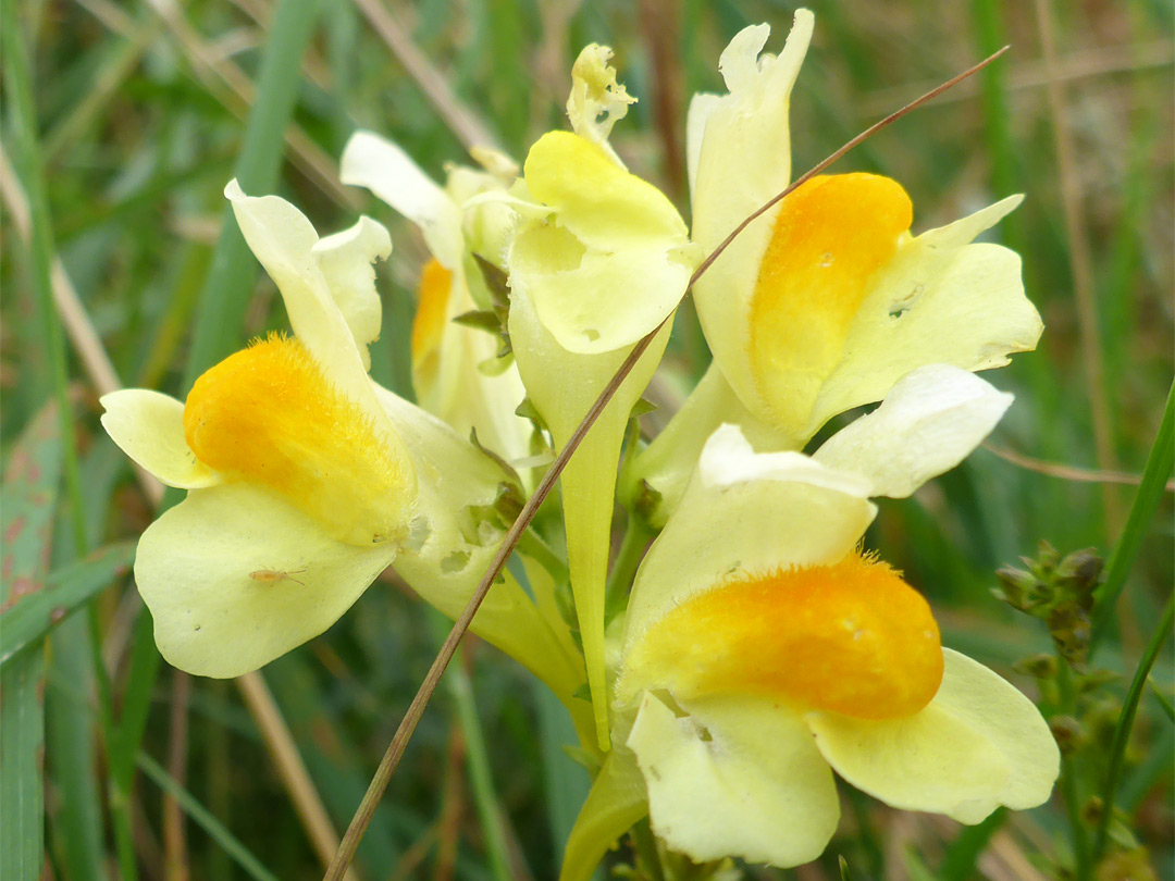 Flower cluster