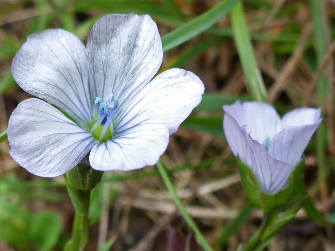 Two flowers