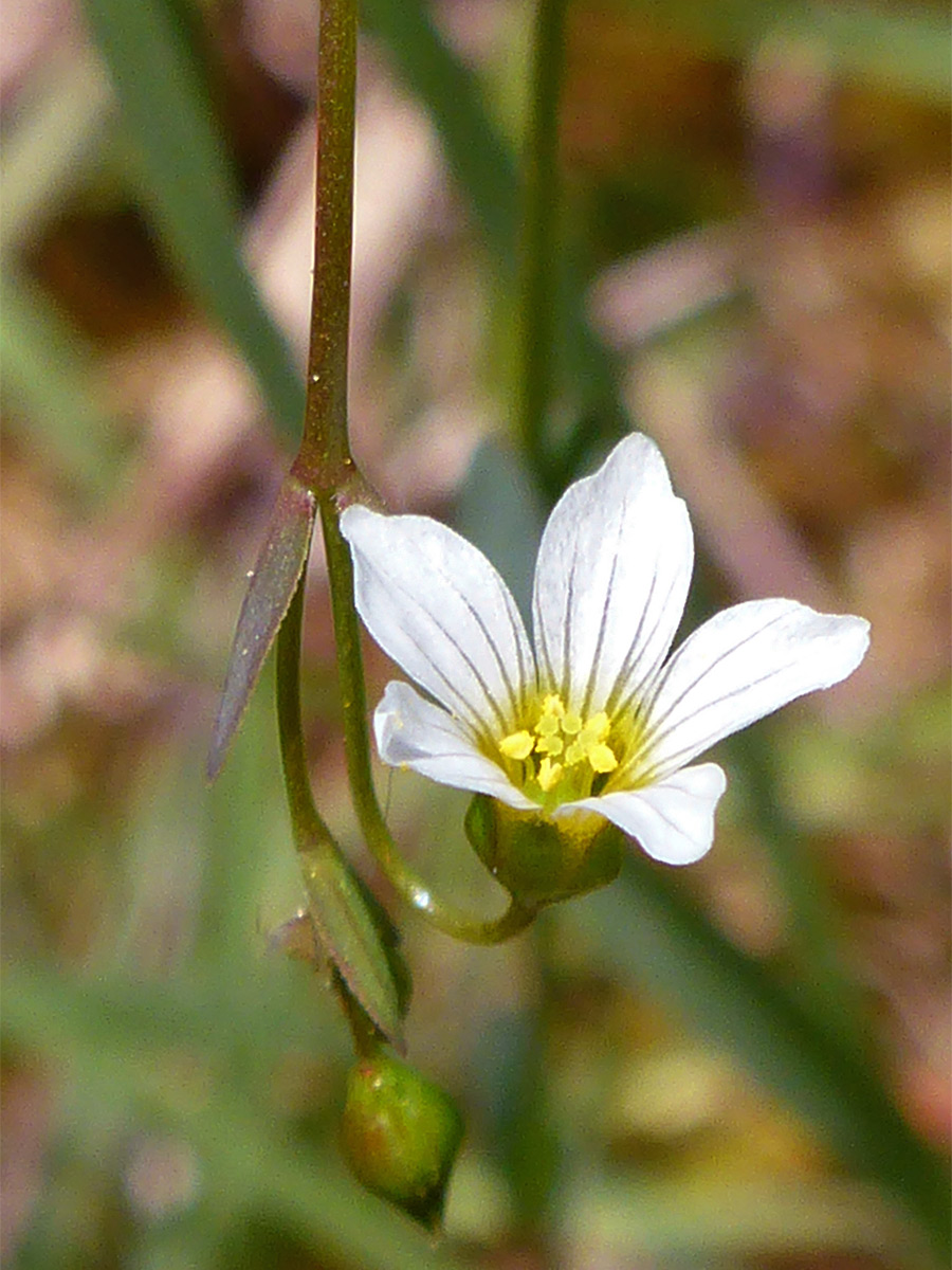 Bud and flower