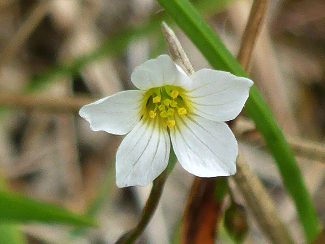 Veined white petals