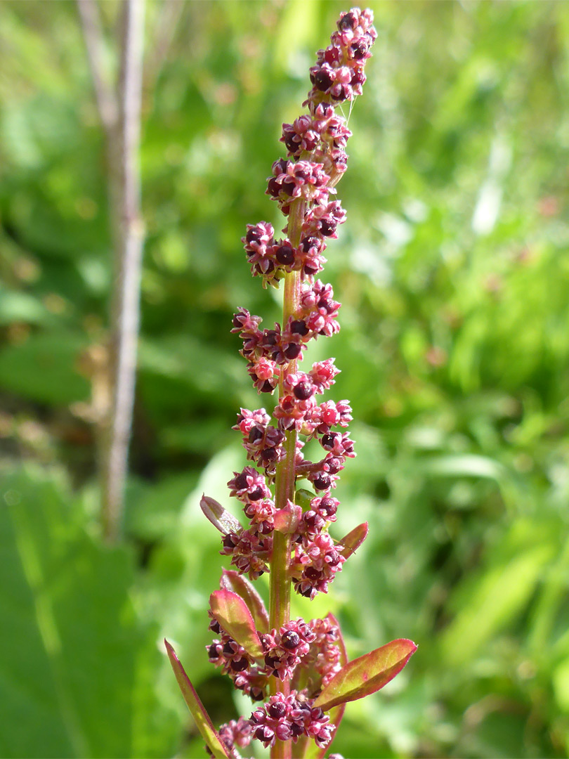 Reddish-pink inflorescence