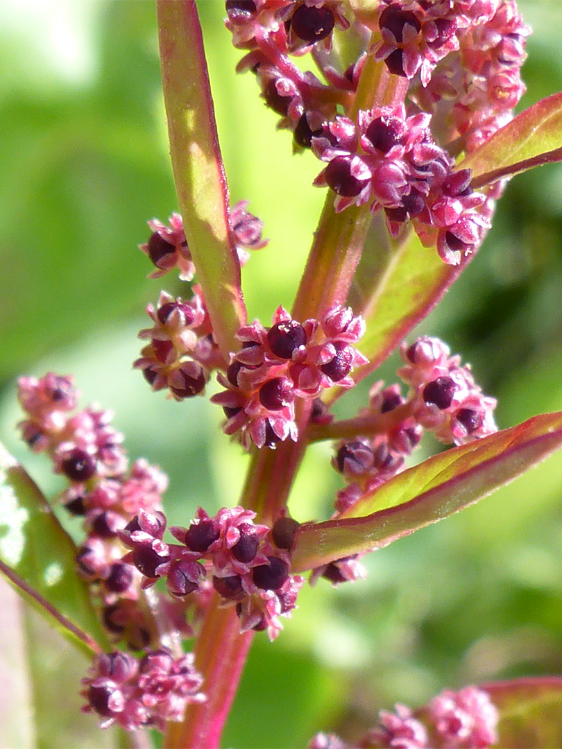 Many-seeded goosefoot