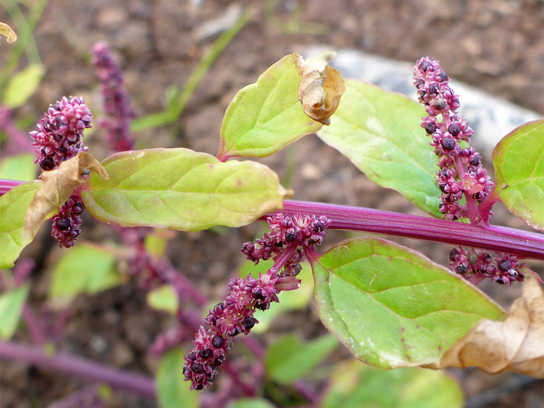 Leaves and flowers