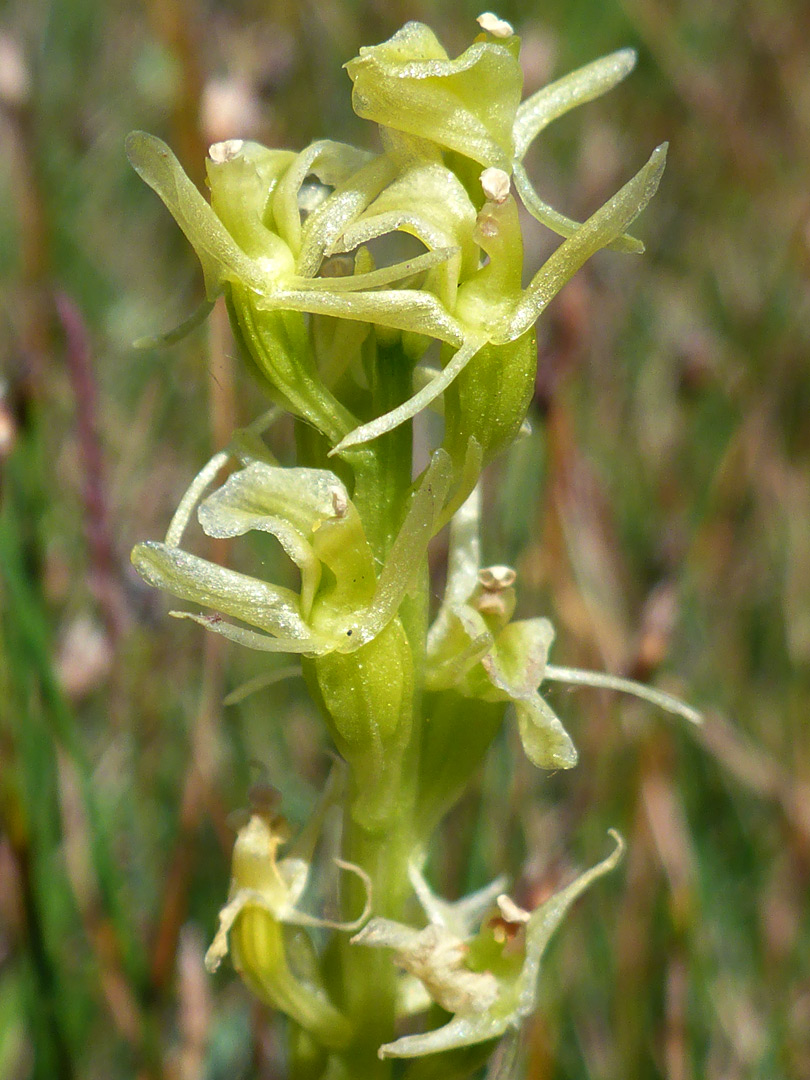 Greenish-yellow flowers