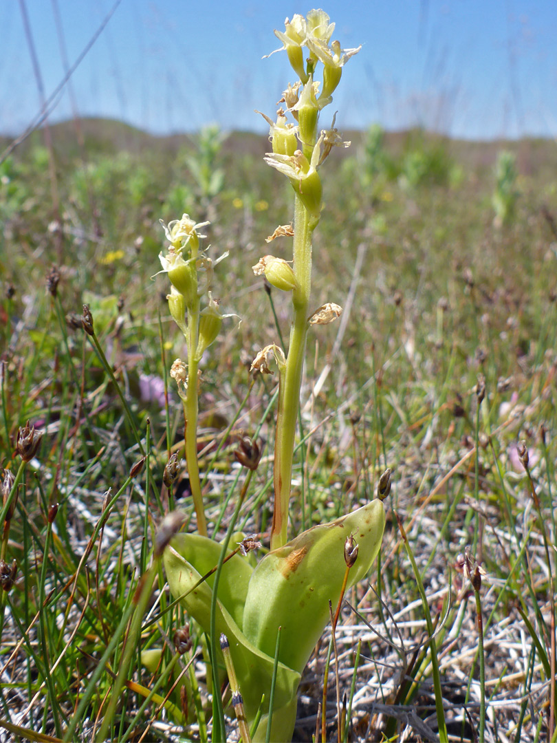Fen orchid - stem and leaves