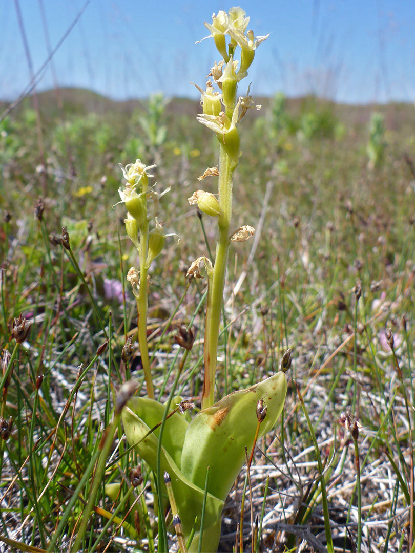 Two stems