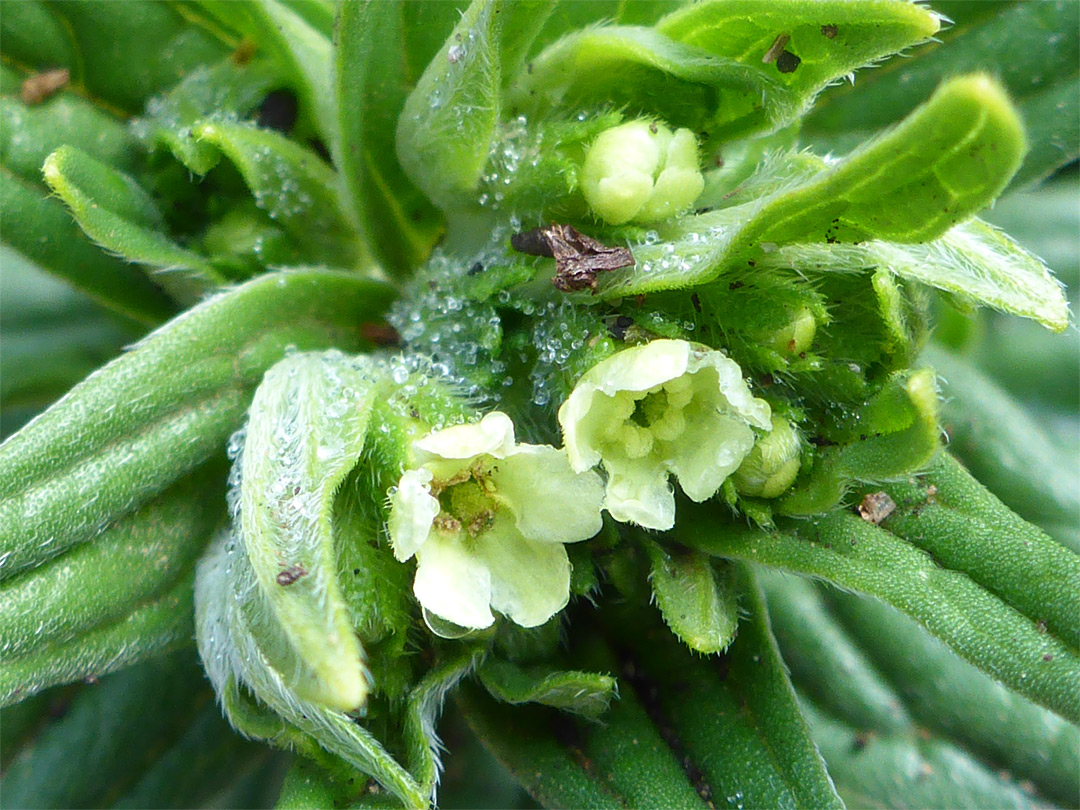 Leaves and flowers