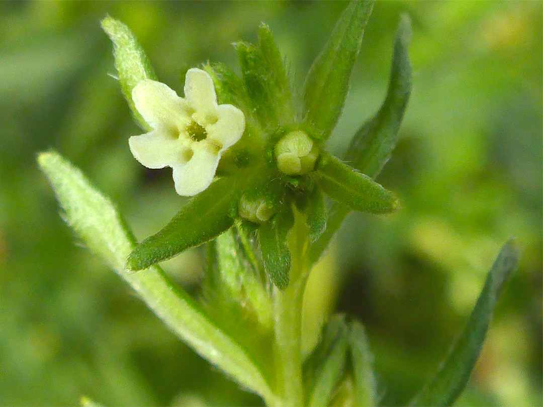 Common gromwell