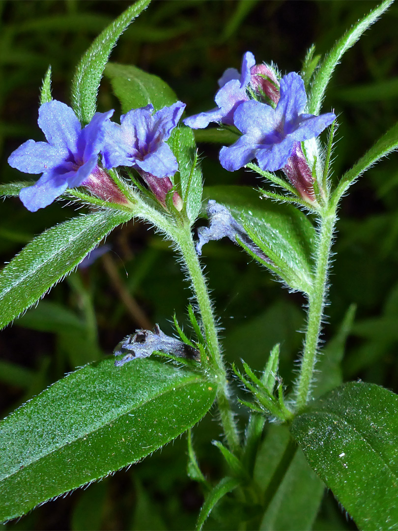 Two stems