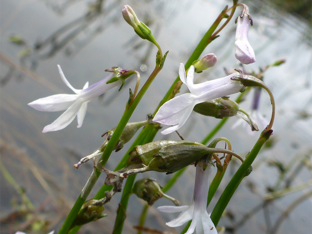 Stems and flowers