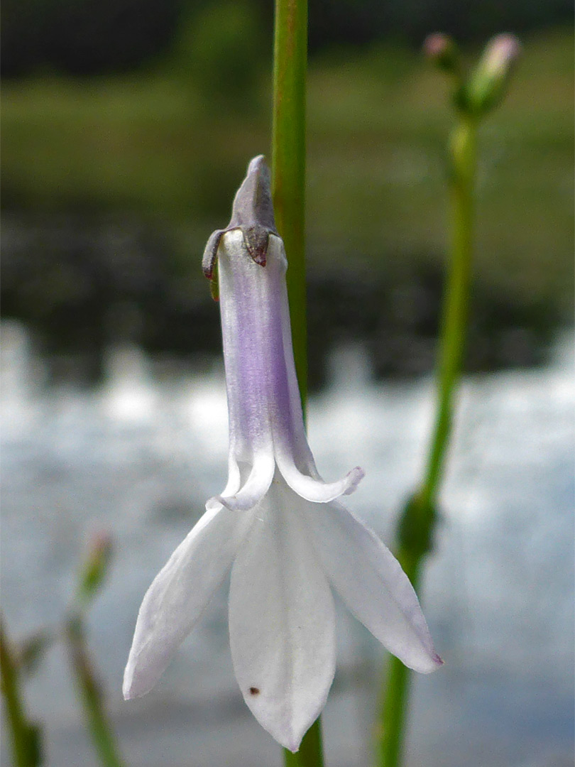 White and purplish flower