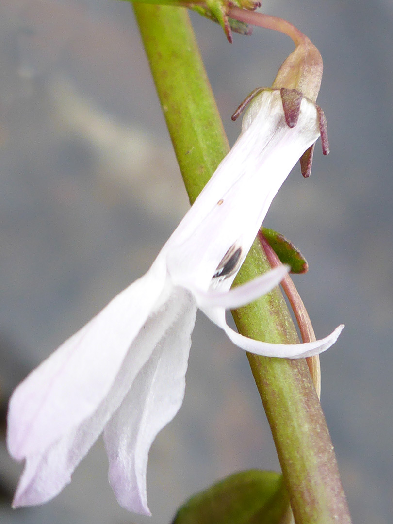 Pendant white flower