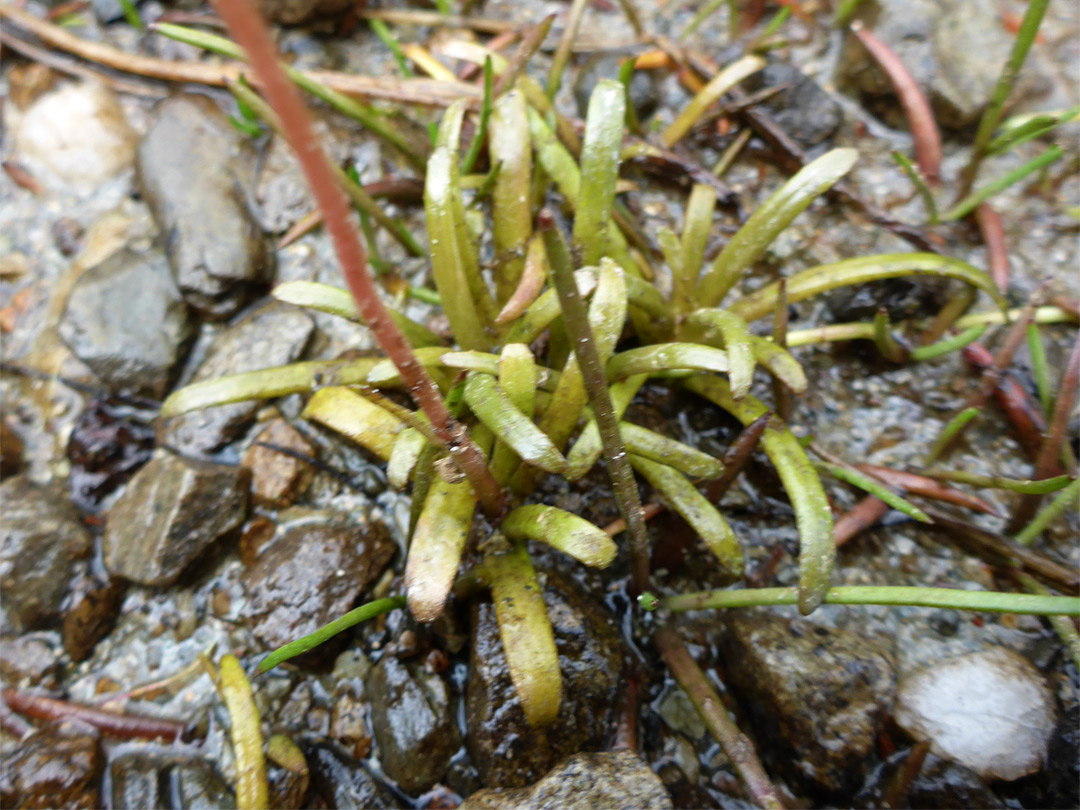 Narrow basal leaves