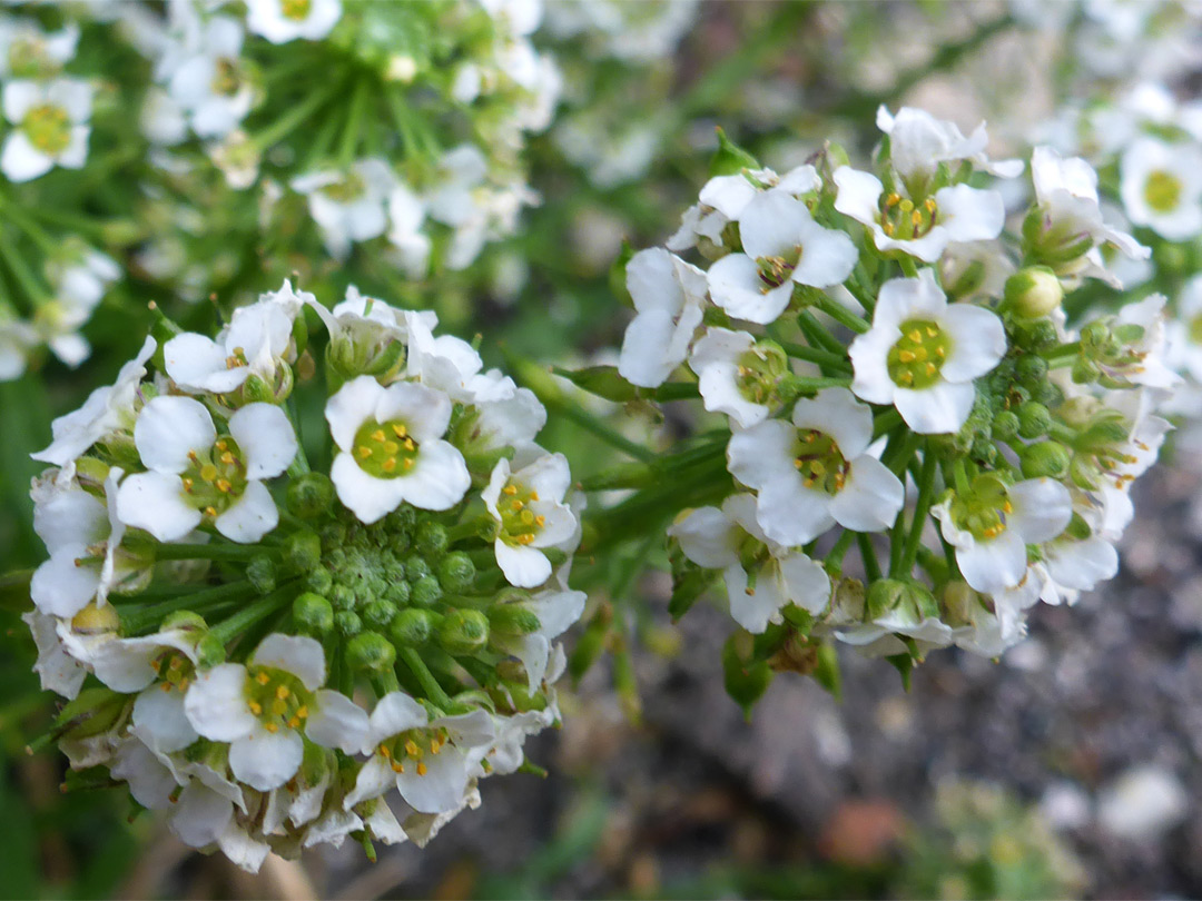 Spherical flower clusters