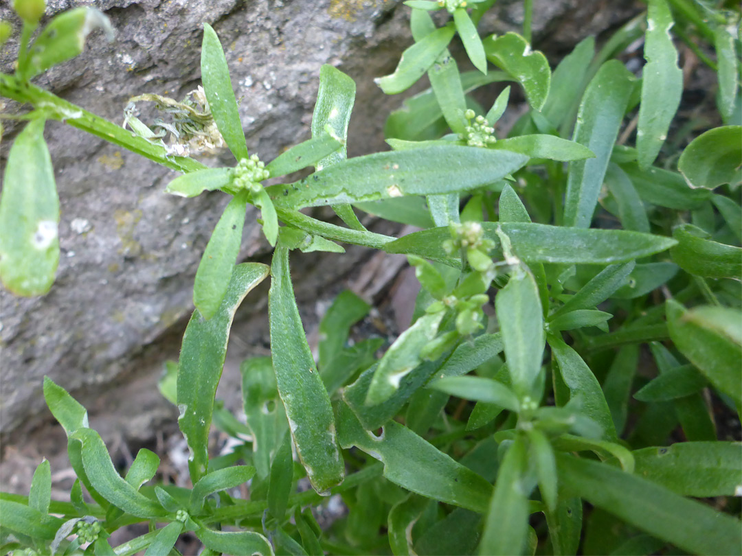 Stems and leaves