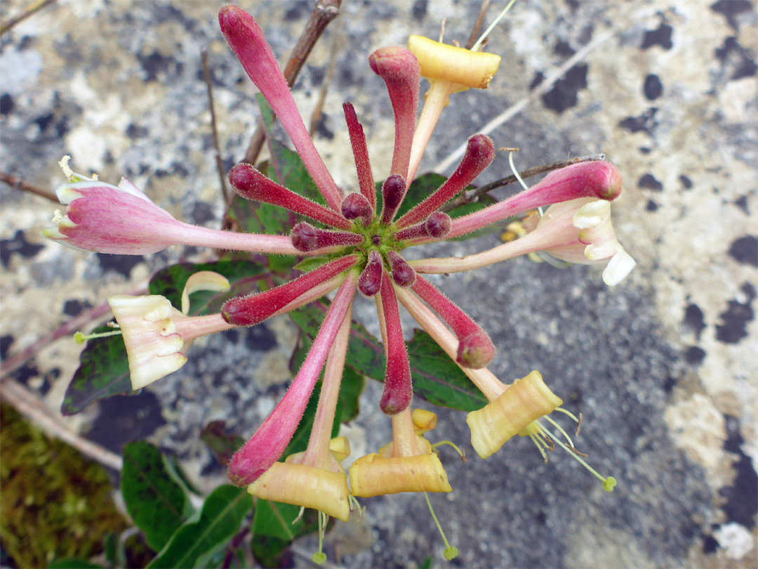 Pinkish-yellow flowers