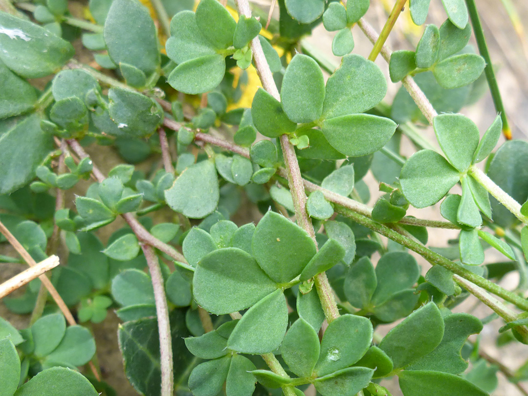 Stems and leaves