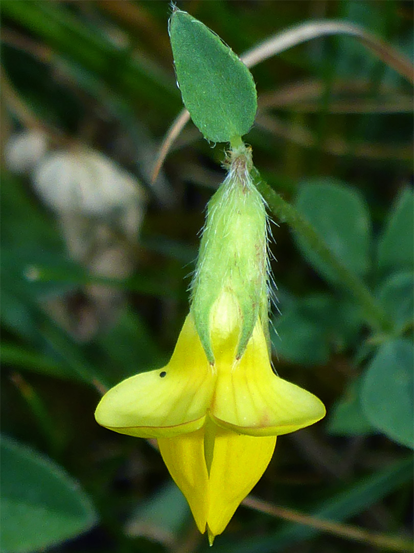 Greater bird's-foot-trefoil