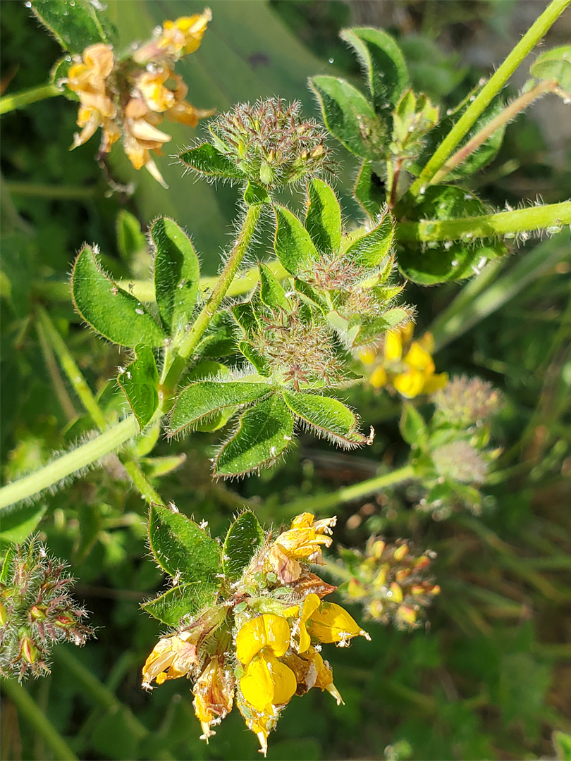 Hairy bracts and leaves