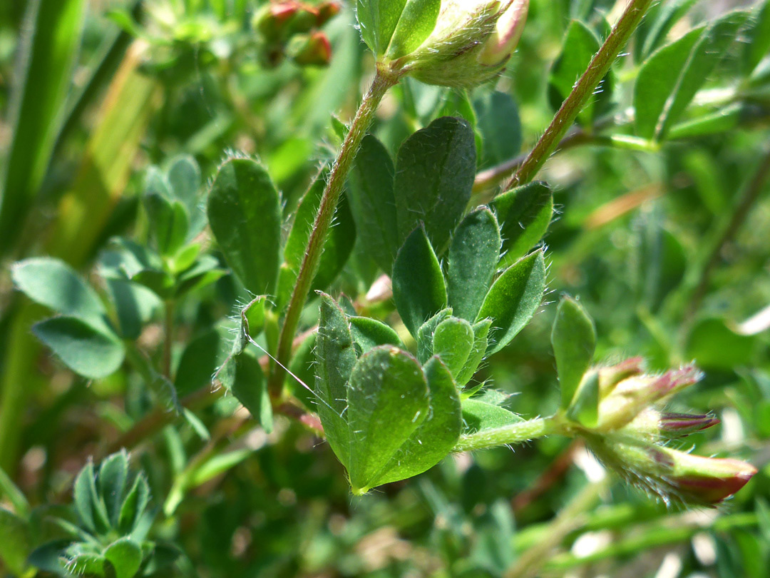 Hairy leaves