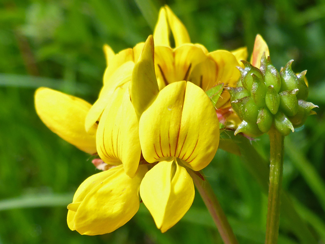 Flowers and fruit