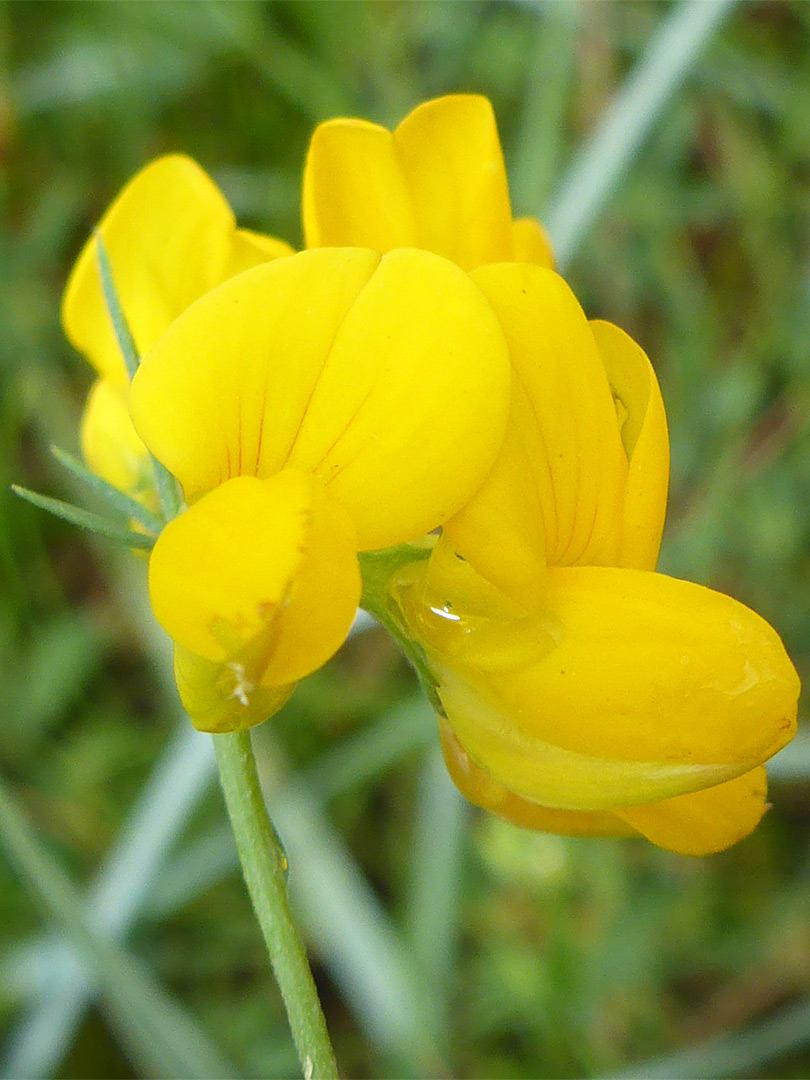 Red-veined banner petals