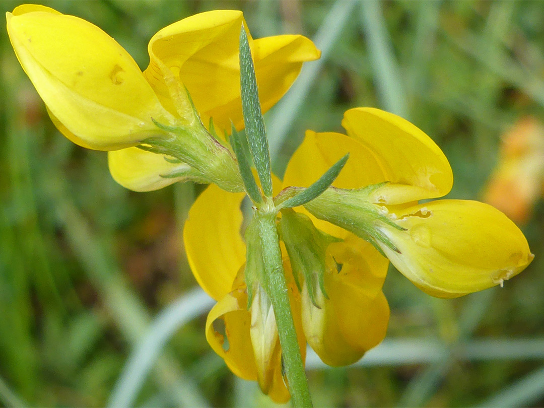 Hairy calyces