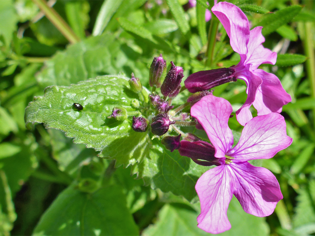 Flower and buds