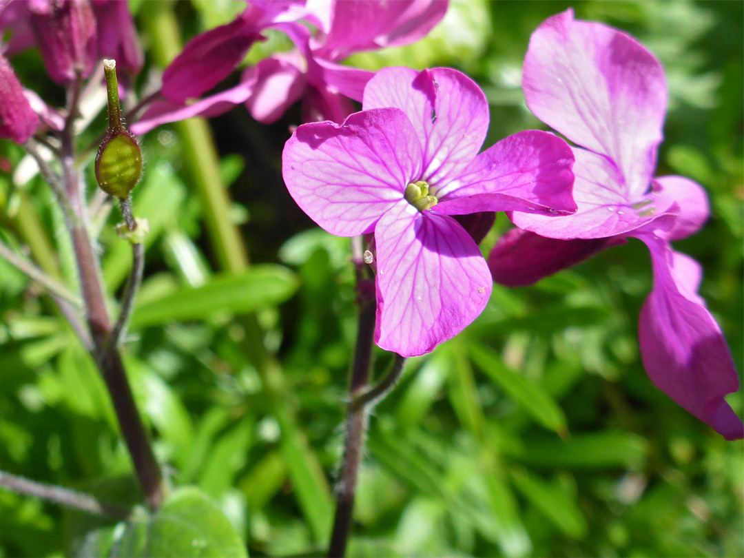 Flowers and fruit