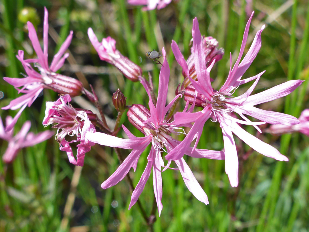 Lobed petals