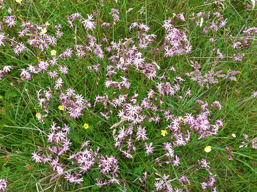 Ragged robin