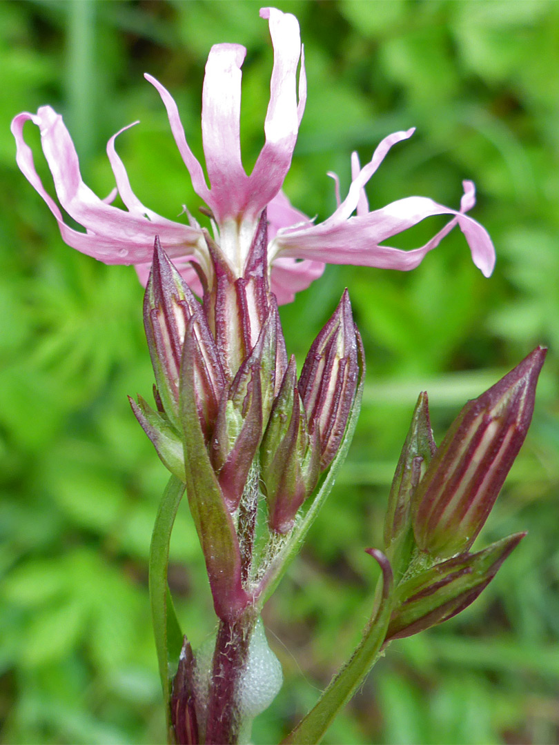 Ragged robin