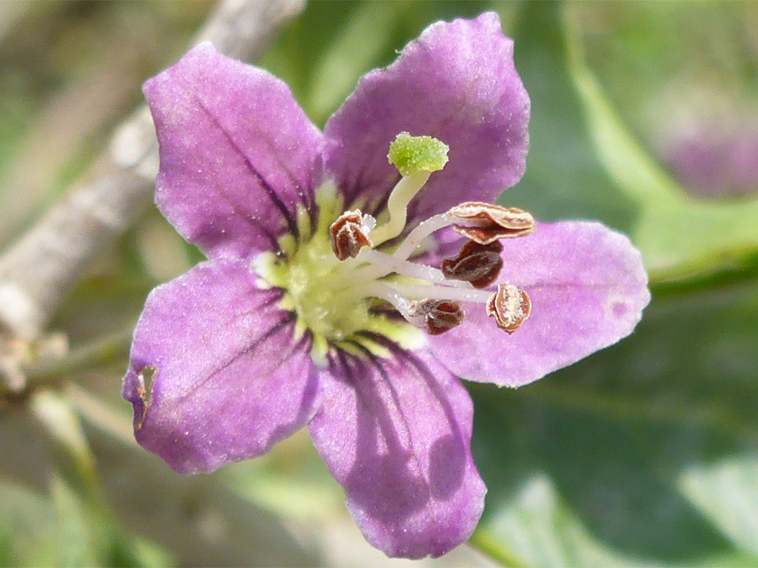 Pink petals