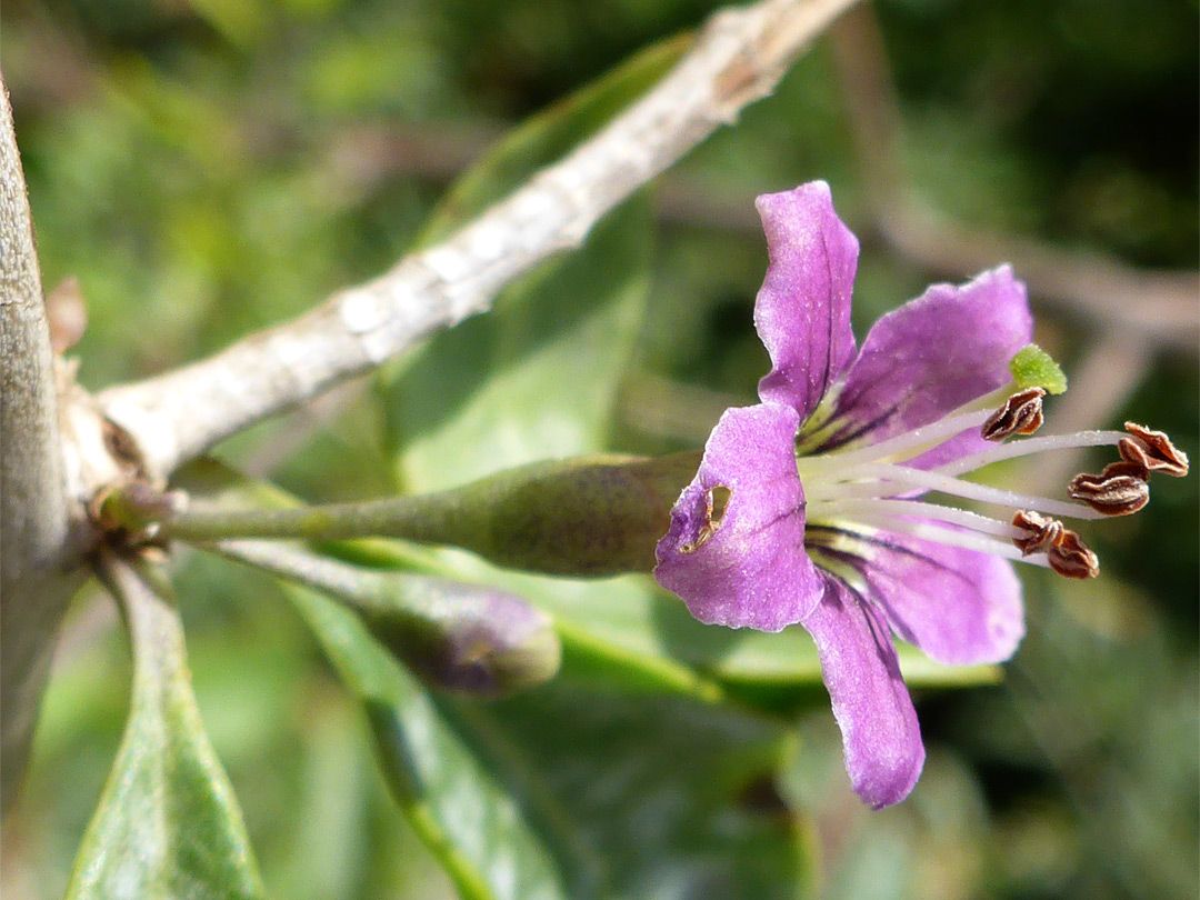 Protruding anthers