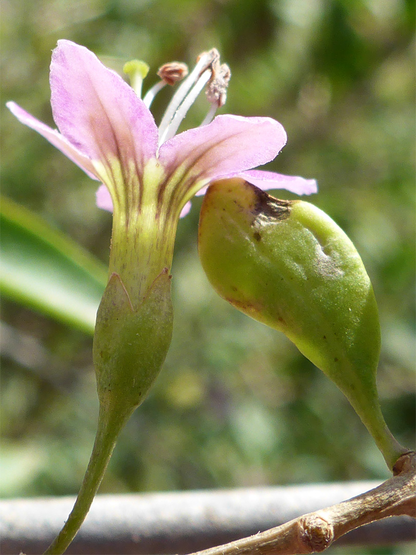 Calyx and corolla