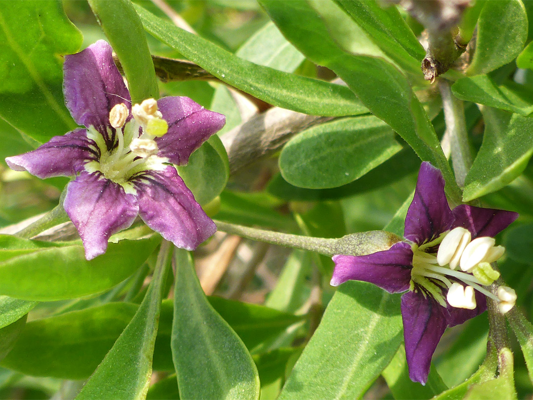 Duke of Argyll's teaplant