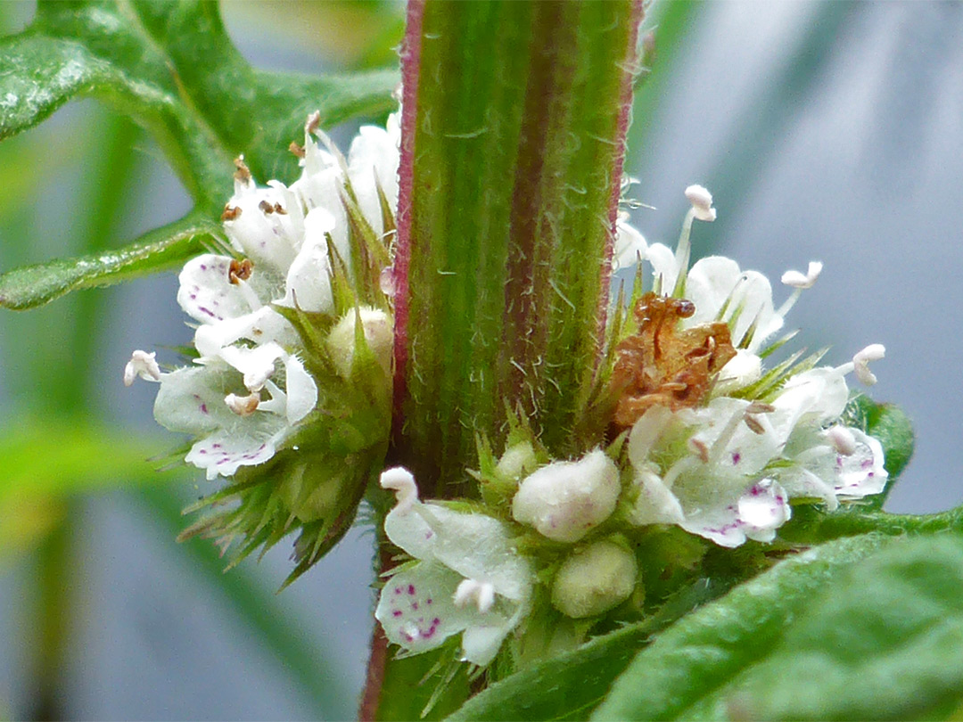 Small white flowers