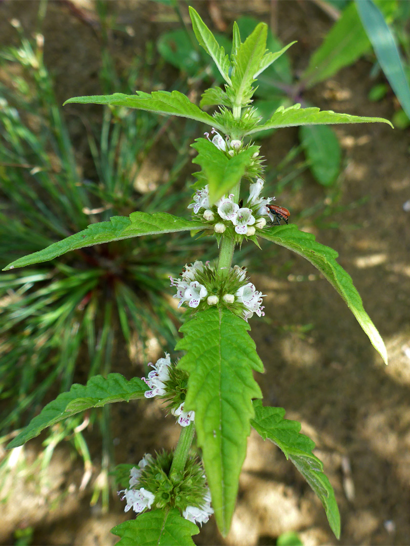 Whorled flowers and leaves