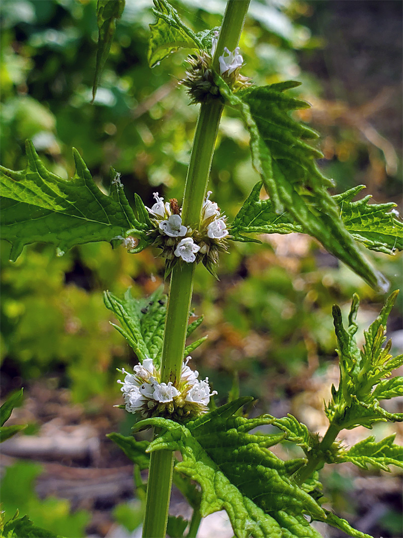 Three leaf nodes